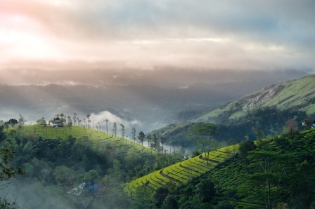 , Munnar is the right place for the romantic lovers and the admirers of the rural beauty